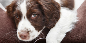 Dog Luxury Suites Link