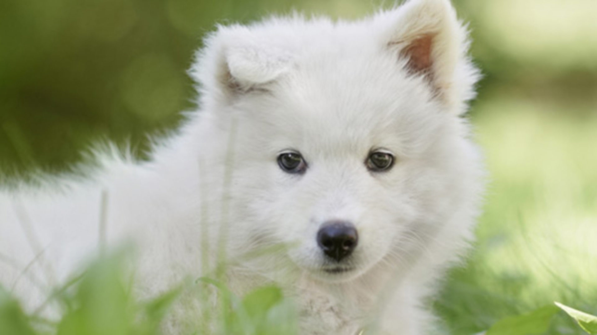VIP's Pet Hotels